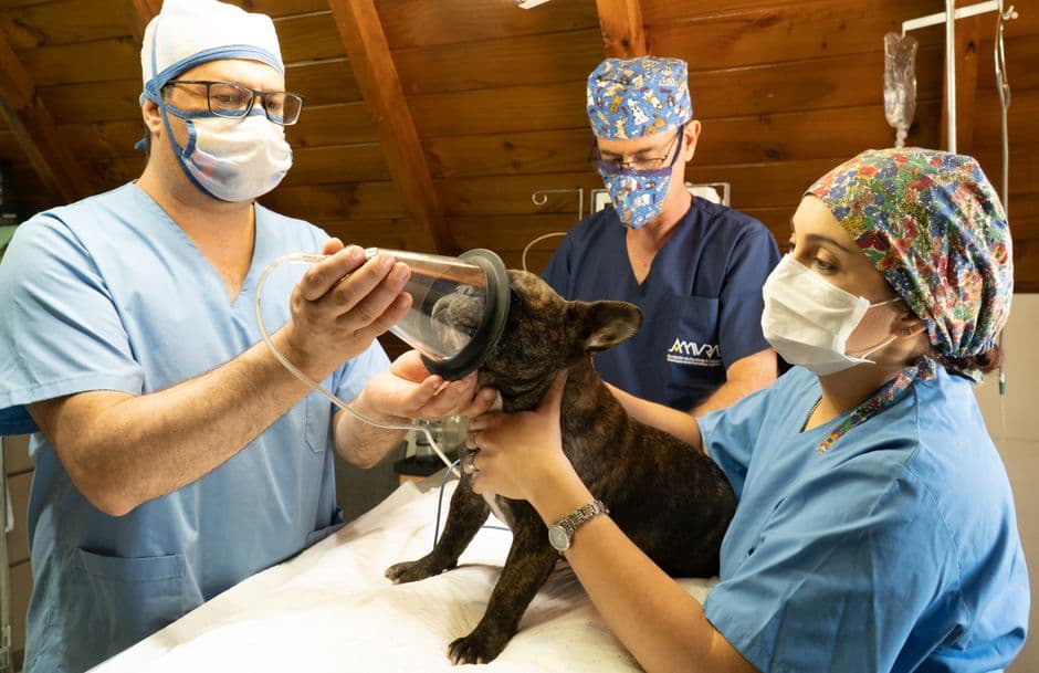 Medicina Veterinária — Bolsa Click