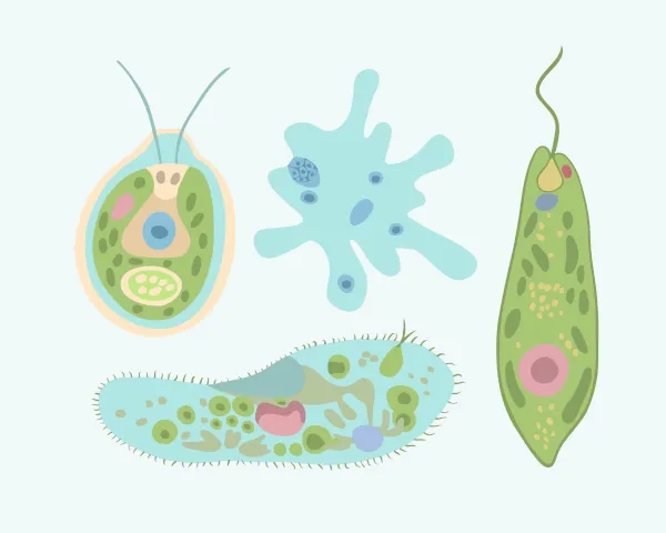 Ilustração de quatro organismos unicelulares em estilo didático, com formas e cores diferentes, representando exemplos de protozoários e algas microscópicas.